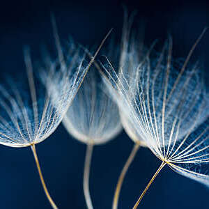Close-Up Of Dandelion Seeds Against Blue Background