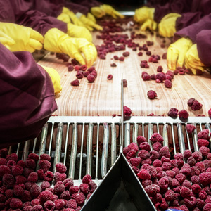 Workers with gloves, sorting frozen raspberries in a processing machine