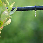 Water saving drip irrigation system being used in a Blueberry field.