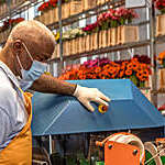 Factory worker wearing a face mask and gloves against coronavirus goes about his duties on a gerbera flower production line.