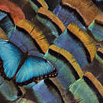 Blue butterfly on ocellated Turkey feather.