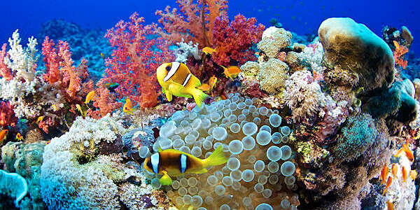 Clown fish (Amphiprion bicinctus) and sea anemone (Actiniaria), Red Sea, Sudan.