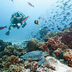 Diver viewing endangered green sea turtle (Chelonia mydas agassisi), resting in reef, Galapagos Islands, Ecuador.